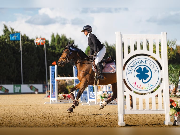 Koń hiszpański sport Klacz 6 lat 156 cm Gniada in Vilela (Pª Santa Uxia De Mandia)
