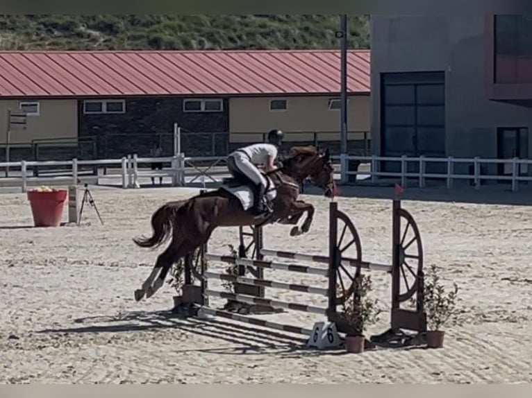 Koń hiszpański sport Klacz 6 lat 165 cm Kasztanowata in Brunete