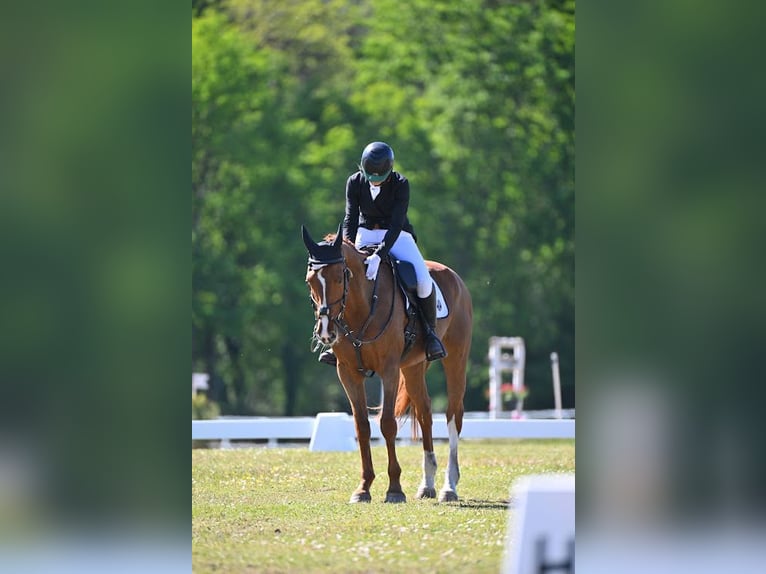 Koń hiszpański sport Klacz 6 lat 165 cm Kasztanowata in Brunete