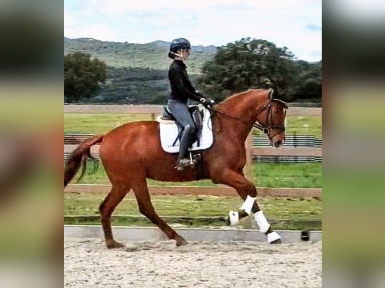 Koń hiszpański sport Klacz 6 lat 174 cm Kasztanowata in Sevilla