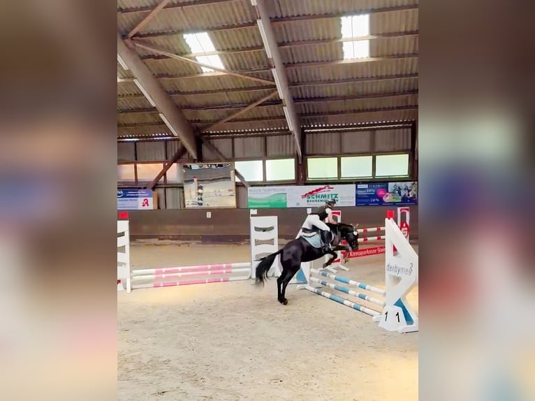 Koń hiszpański sport Klacz 7 lat 135 cm Kara in Rheine
