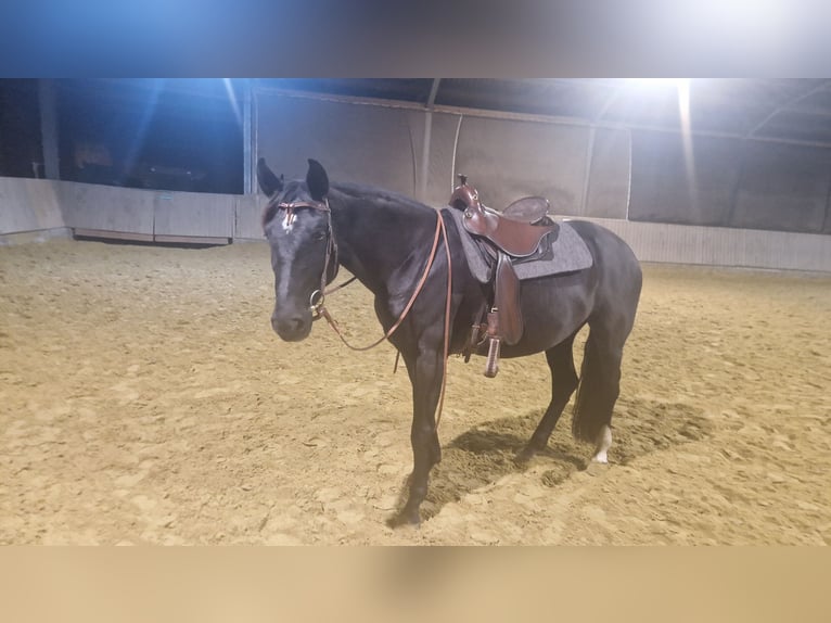 Koń hiszpański sport Klacz 7 lat 159 cm Kara in Bergneustadt