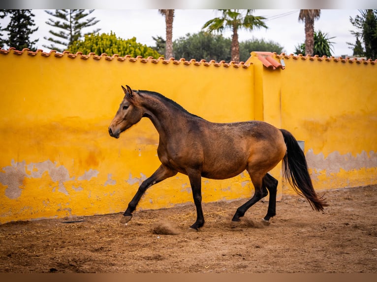 Koń hiszpański sport Mix Klacz 7 lat 166 cm Jelenia in Valencia