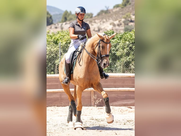 Koń hiszpański sport Mix Klacz 7 lat 175 cm Izabelowata in Valencia