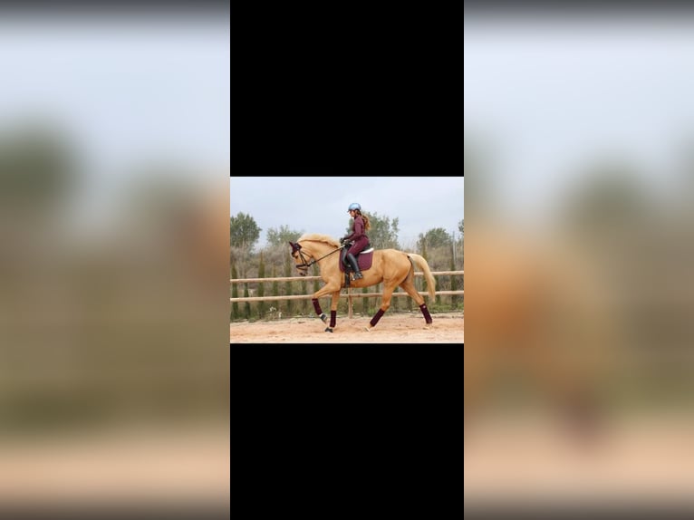 Koń hiszpański sport Mix Klacz 7 lat 175 cm Izabelowata in Valencia