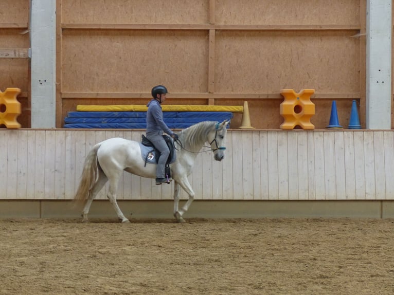 Koń hiszpański sport Mix Klacz 8 lat 155 cm Karosiwa in Rot an der Rot