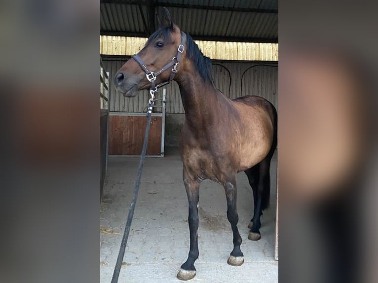 Koń hiszpański sport Klacz 8 lat 160 cm Ciemnogniada in Willst&#xE4;tt