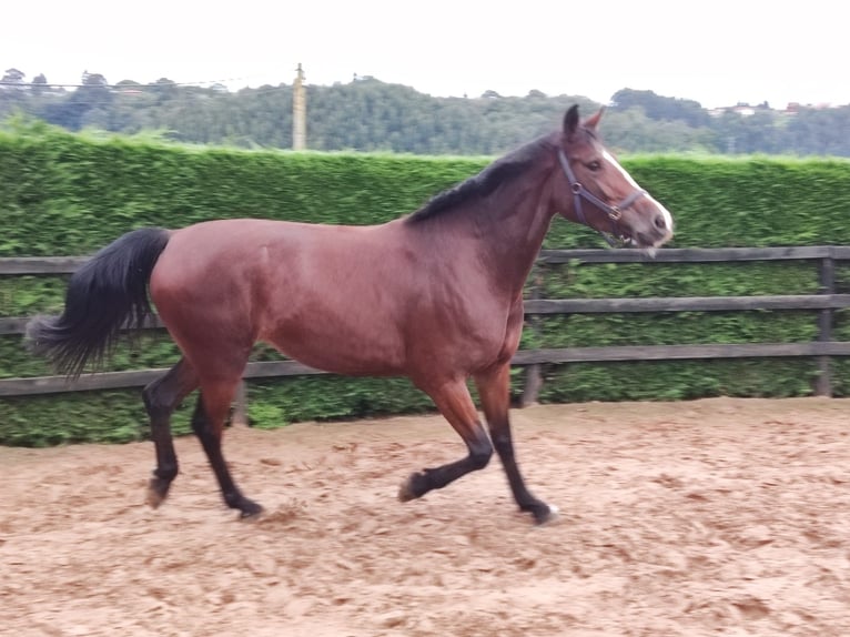 Koń hiszpański sport Klacz 8 lat 170 cm Gniada in Candas