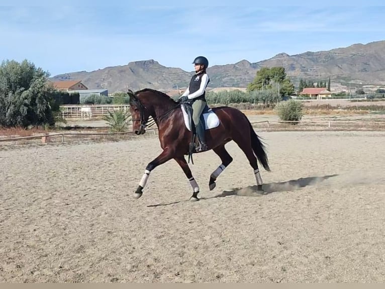 Koń hiszpański sport Klacz 8 lat 172 cm Gniada in Lorca