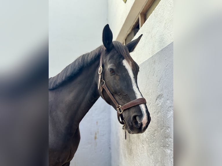 Koń hiszpański sport Klacz 8 lat 173 cm Kara in Bunyola