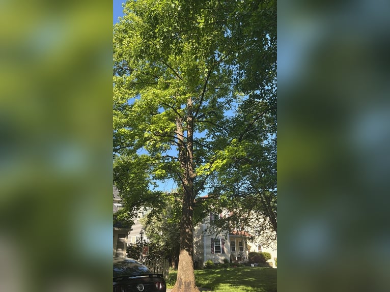 Koń hiszpański sport Klacz 9 lat 155 cm Może być siwy in Laurel, MD