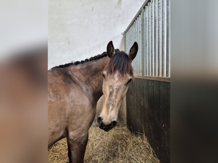 Koń hiszpański sport Klacz 9 lat 158 cm Jelenia in Gera