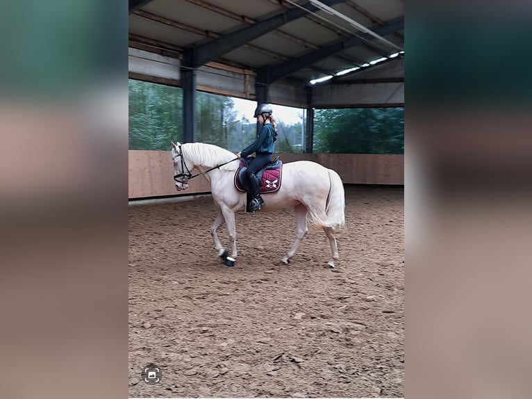Koń hiszpański sport Klacz 9 lat 162 cm Cremello in Hasbergen