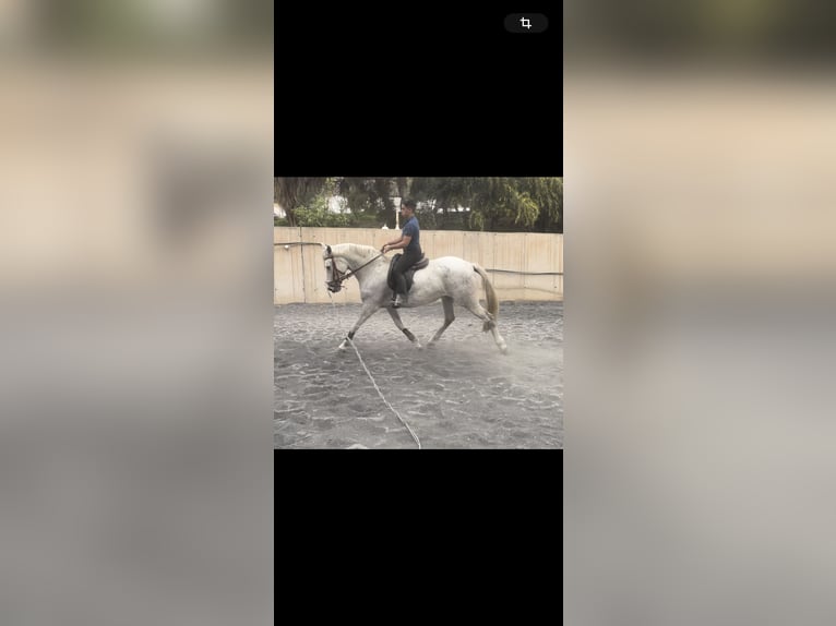 Koń hiszpański sport Klacz 9 lat 165 cm Siwa in Malaga