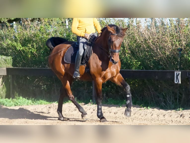 Koń hiszpański sport Klacz 9 lat 170 cm Gniada in NAVAS DEL MADRONO