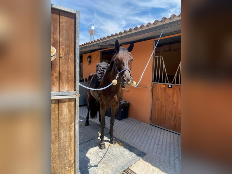 Koń hiszpański sport Klacz 9 lat Kara in Villafranca Del Castillo
