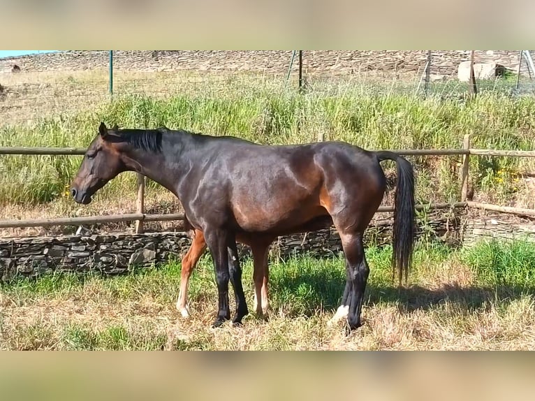 Koń hiszpański sport Klacz Źrebak (04/2026) Kasztanowata in Monroy