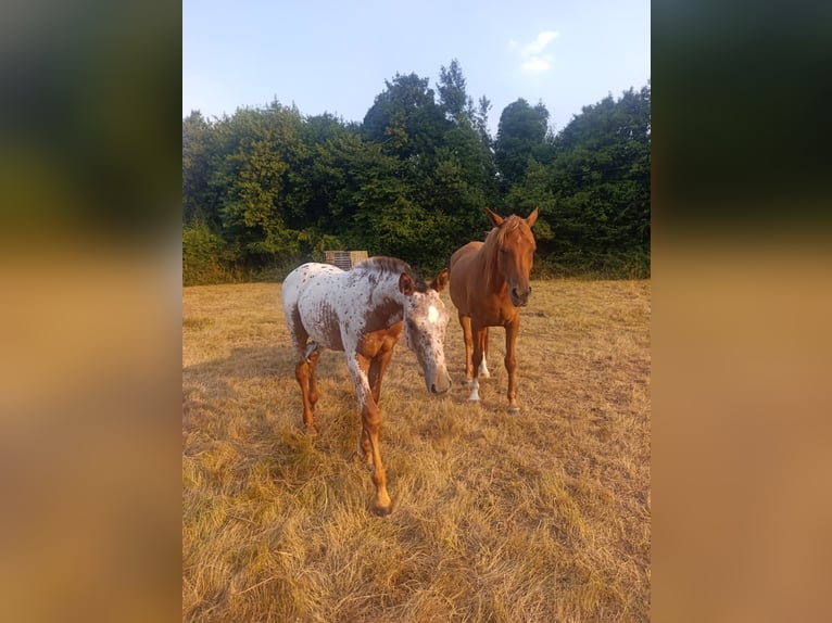 Koń hiszpański sport Klacz Źrebak (04/2025) Tarantowata in Cudillero