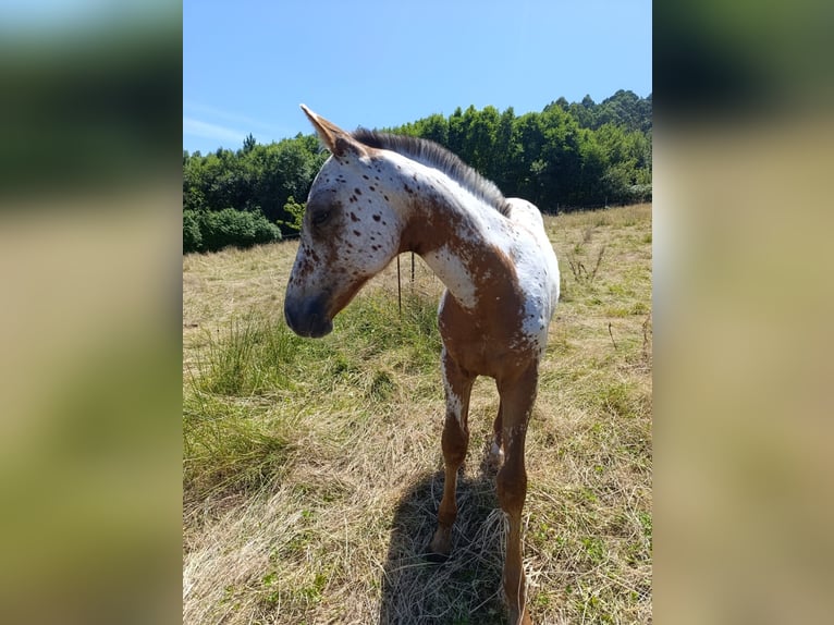 Koń hiszpański sport Klacz Źrebak (04/2025) Tarantowata in Cudillero