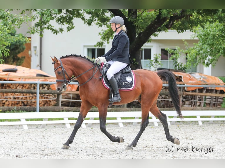 Koń hiszpański sport Ogier 10 lat 155 cm Gniada in Söll
