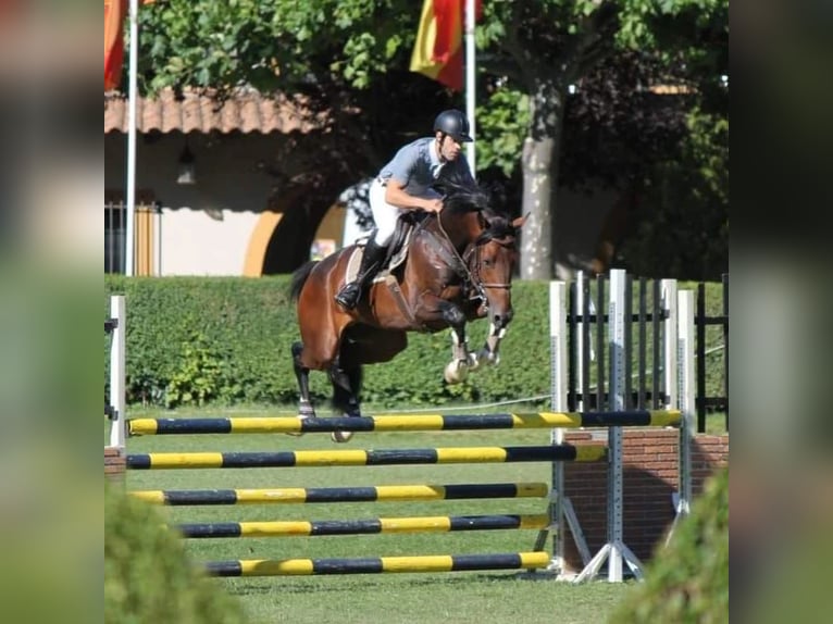 Koń hiszpański sport Ogier 11 lat 170 cm Gniada in Burgos