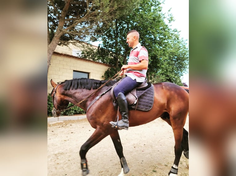 Koń hiszpański sport Ogier 11 lat 170 cm Gniada in Burgos