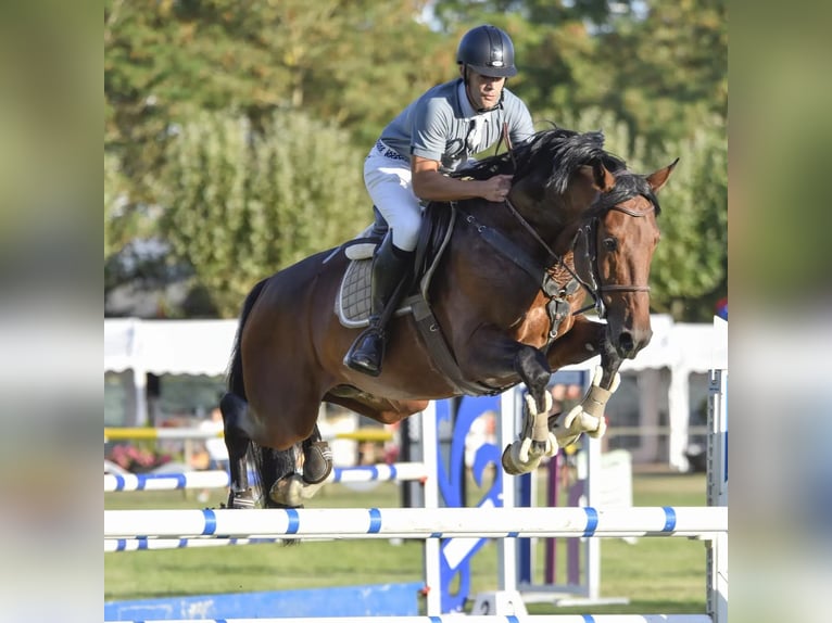 Koń hiszpański sport Ogier 11 lat 170 cm Gniada in Burgos