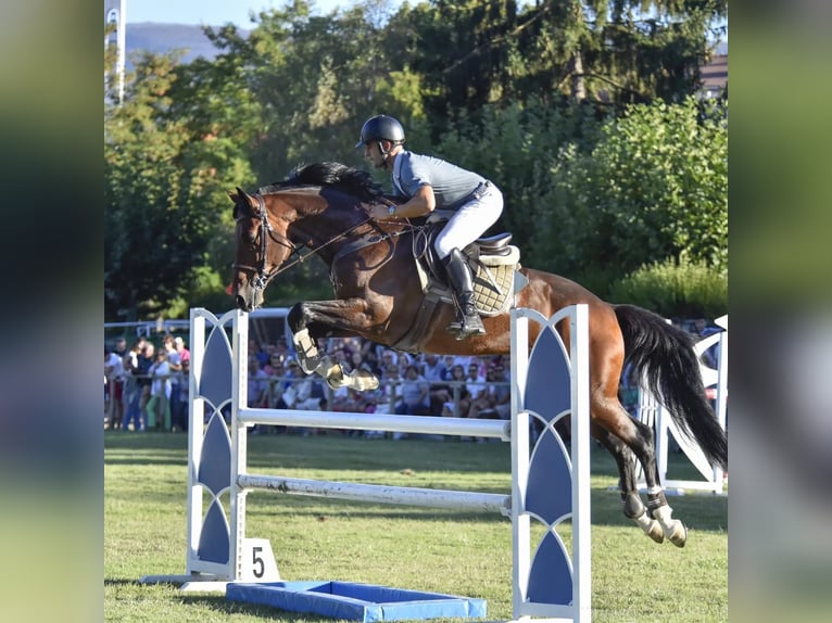 Koń hiszpański sport Ogier 11 lat 170 cm Gniada in Burgos