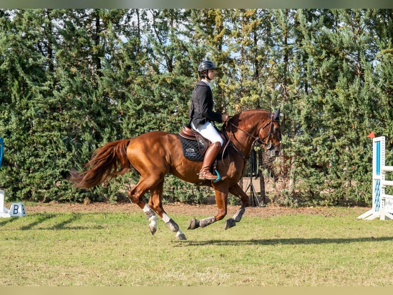 Koń hiszpański sport Ogier 11 lat 170 cm Kasztanowata in Zaragoza