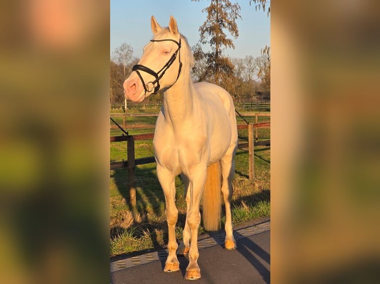 Koń hiszpański sport Ogier 12 lat 168 cm Cremello in Someren