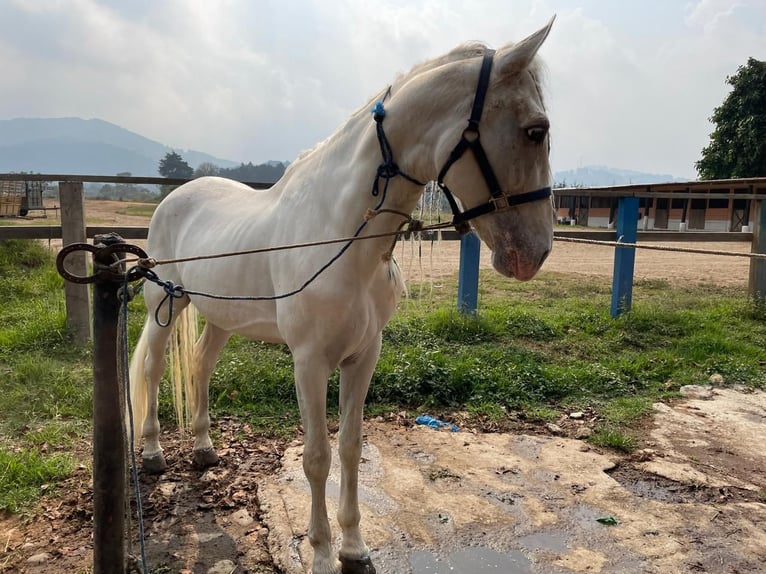 Koń hiszpański sport Ogier 12 lat Biała in Guatemala City