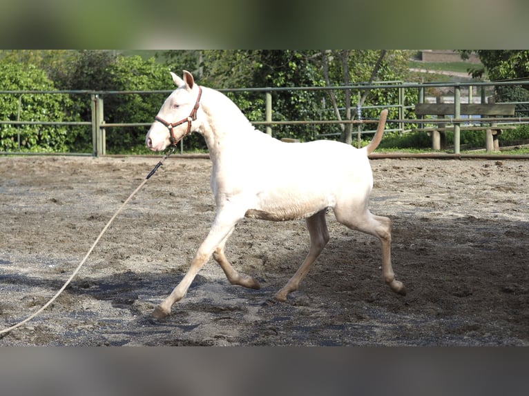 Koń hiszpański sport Ogier 1 Rok Perłowa in NAVAS DEL MADRONO