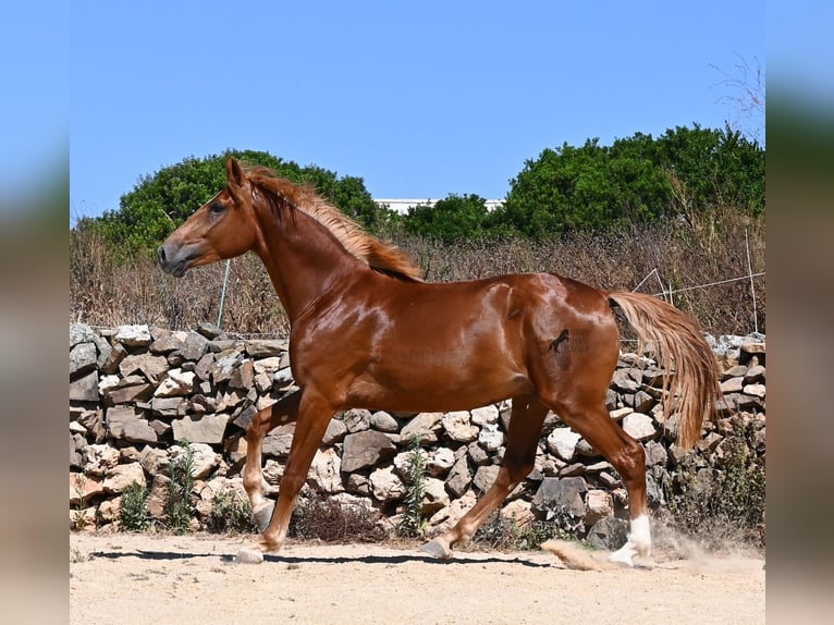 Koń hiszpański sport Ogier 2 lat 170 cm Kasztanowata in Menorca