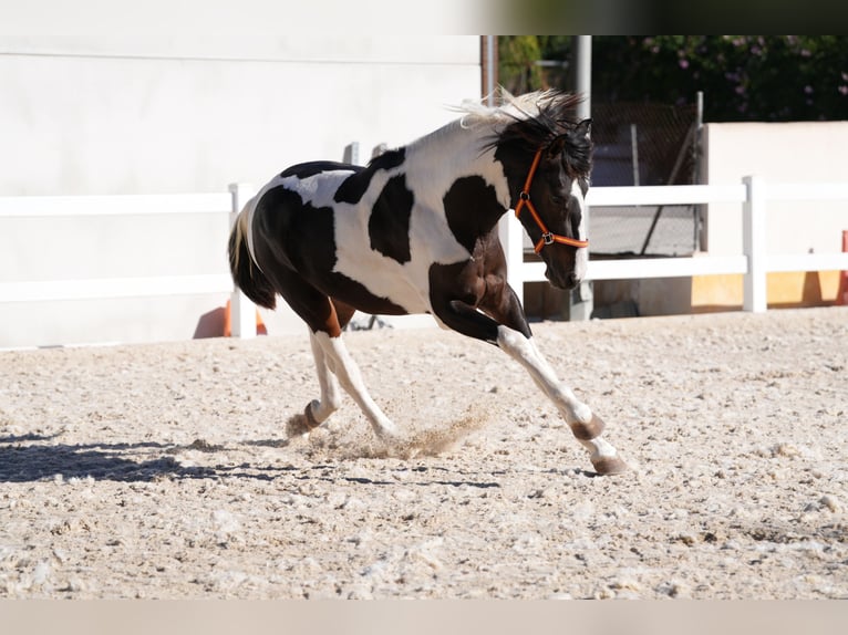 Koń hiszpański sport Ogier 3 lat 162 cm Tobiano wszelkich maści in Rafelguaraf
