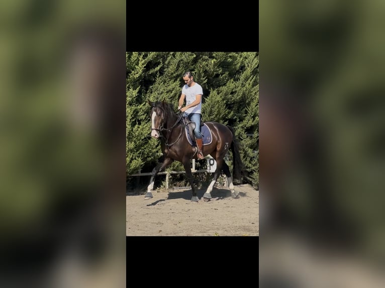 Koń hiszpański sport Ogier 3 lat 169 cm Ciemnogniada in Cuarte De Huerva