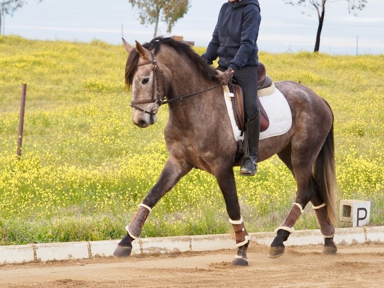 Koń hiszpański sport Ogier 4 lat 160 cm Siwa in NAVAS DEL MADRONO