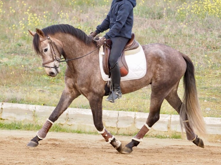Koń hiszpański sport Ogier 4 lat 160 cm Siwa in NAVAS DEL MADRONO