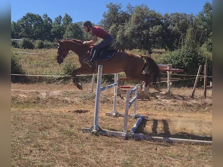 Koń hiszpański sport Ogier 4 lat 166 cm Kasztanowata in Ponferrada