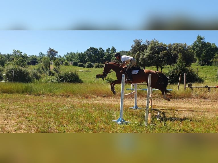 Koń hiszpański sport Ogier 4 lat 166 cm Kasztanowata in Ponferrada