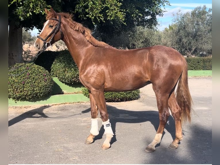 Koń hiszpański sport Ogier 4 lat 167 cm Kasztanowata in Alquerias De Santa Barbara,Burriana