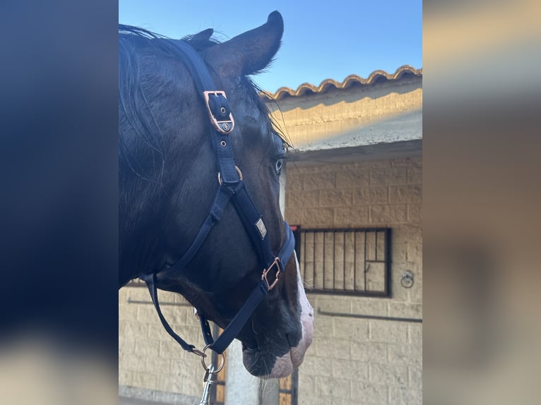 Koń hiszpański sport Ogier 4 lat 169 cm Ciemnogniada in Cuarte De Huerva