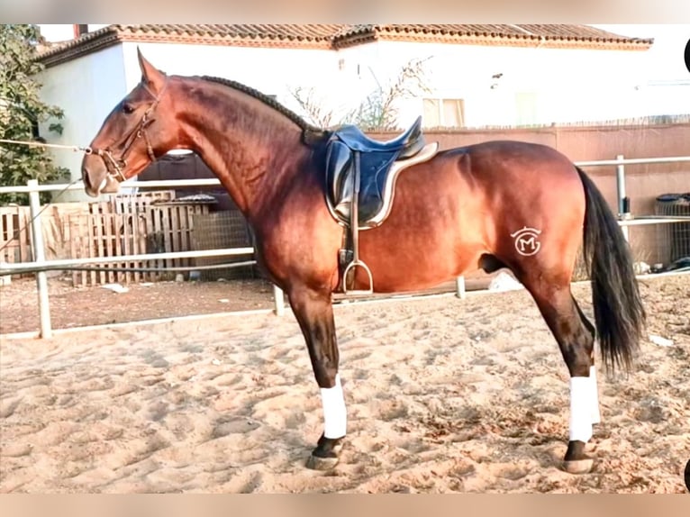 Koń hiszpański sport Ogier 4 lat 172 cm Gniada in Conil de la Frontera