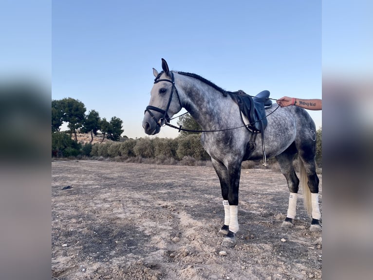 Koń hiszpański sport Ogier 5 lat 164 cm Siwa in Alicante