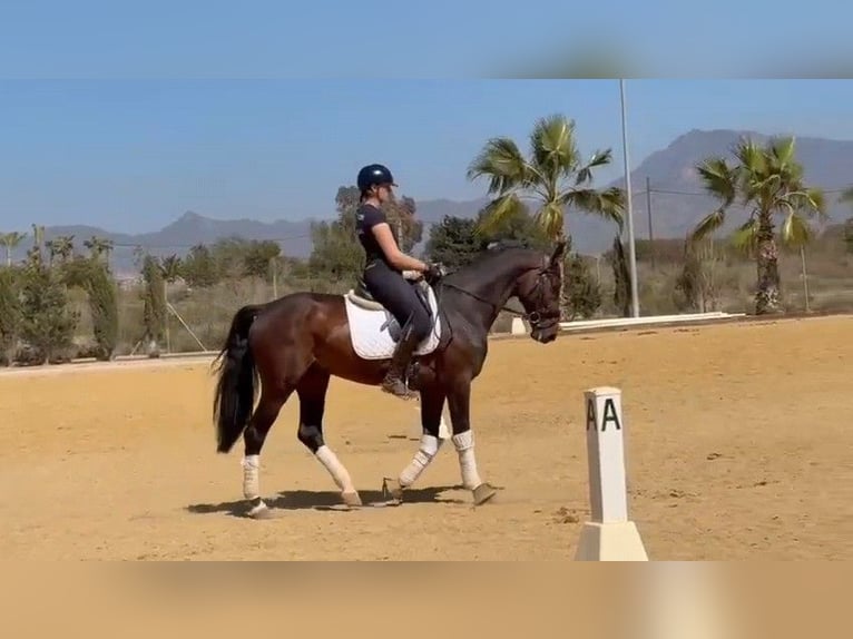 Koń hiszpański sport Ogier 5 lat 166 cm Ciemnogniada in Sevilla