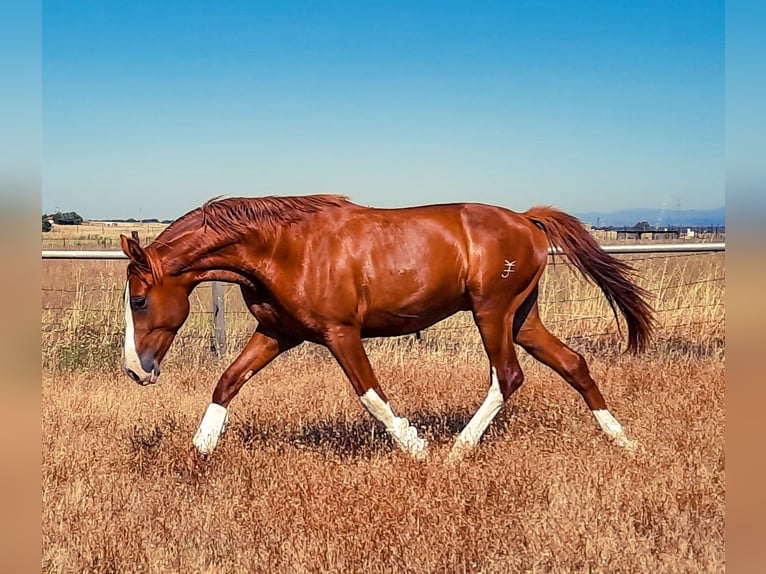 Koń hiszpański sport Ogier 5 lat 166 cm Kasztanowata in Navalmoral De La Mata