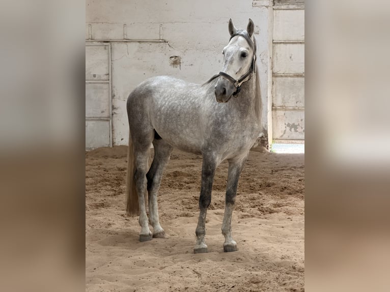 Koń hiszpański sport Ogier 5 lat 168 cm Siwa jabłkowita in Santander