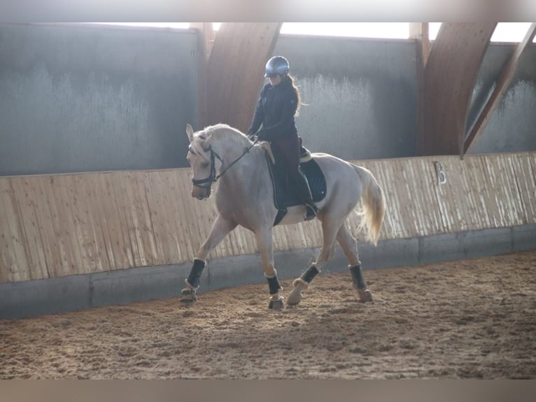 Koń hiszpański sport Ogier 5 lat 175 cm in Turis (Valencia)