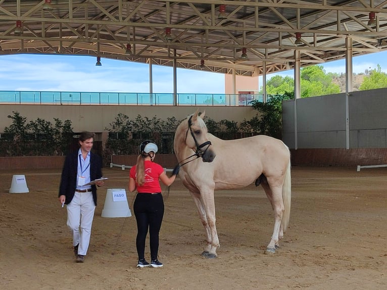 Koń hiszpański sport Ogier 5 lat 175 cm in Turis (Valencia)