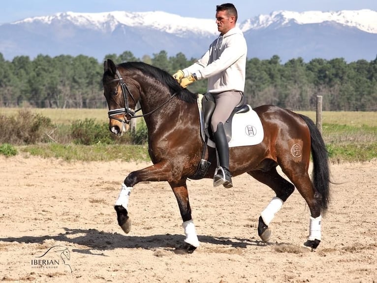 Koń hiszpański sport Ogier 6 lat 165 cm Gniada in Navas Del Madroño