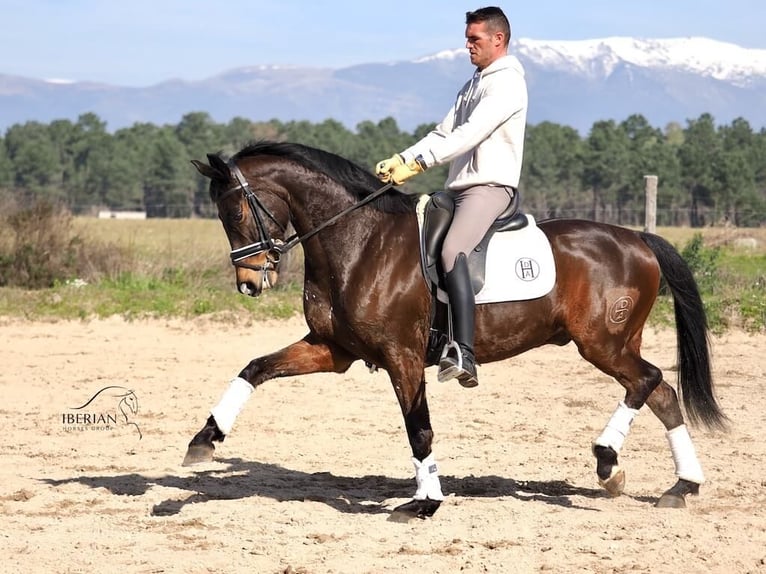 Koń hiszpański sport Ogier 6 lat 165 cm Gniada in Navas Del Madroño
